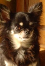 Femelle Chihuahua &agrave; poils longs